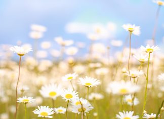 Kenyamanan di Padang Rumput