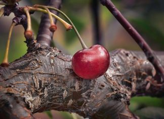Pohon yang Benar Menghasilkan Buah yang Benar