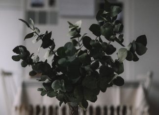 Kontroversi Kalung Antivirus Eucalyptus, dapat Membunuh Virus Corona?