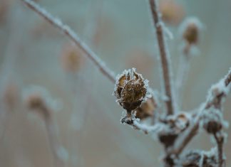 Kekuatan dalam Kerentanan