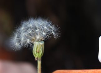 Kelemahlembutan Tidak Sama dengan Kelemahan